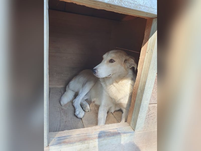 ♥CINDY♥ wunderschöne, neugierige Hündin, die noch unsicher im Umgang mit Menschen ist 54 cm