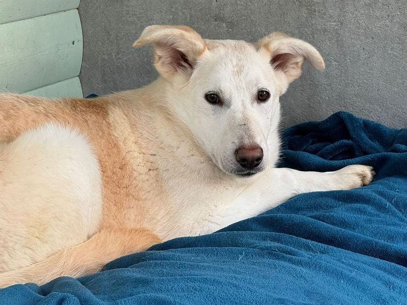 ♥SINA♥ neu auf Pflegestelle bei Köln - zuckersüße, noch etwas unsichere Juniorin 59 cm