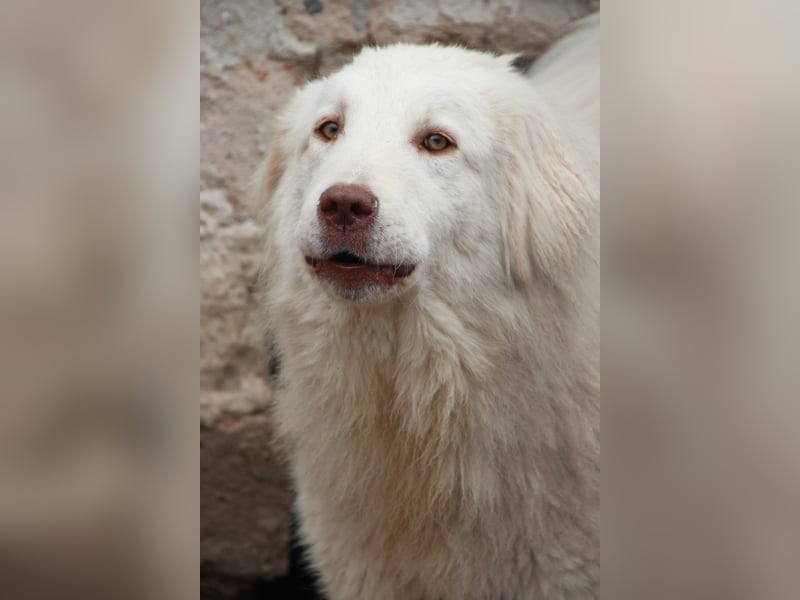 ⭐️DEXI⭐️, schüchterne Schönheit, Hündin, 1,5 Jahre, ca. 55cm, Mischling, Tierschutz Rumänien