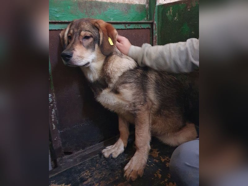 ♥MARLIN♥ ruhiger, lieber, vorsichtiger Rüde, der im Tierheim völlig überfordert ist 52 cm