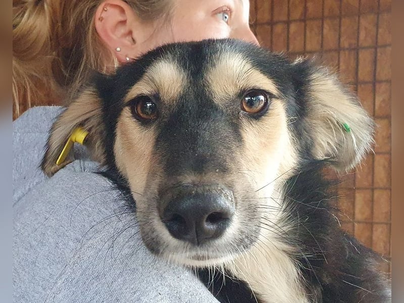 ♥ISABELLA♥ neu auf PS bei Köln - unglaublich verschmuste Schönheit mit ganz weichem Fell 51cm