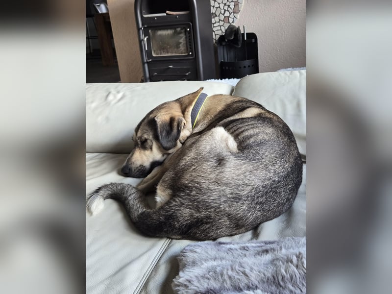 BRANA, tolle Charakterhündin, 2,5 Jahre, Pflegestelle 46359, 60 cm, Tierschutz Rumänien
