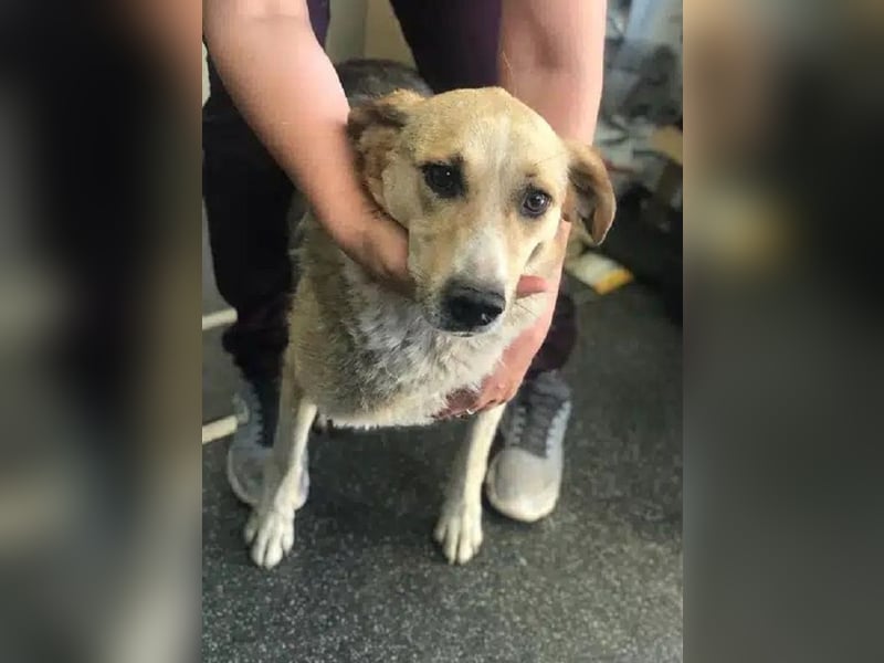 NOTFALL ♥MINELLA♥ anfangs noch vorsichtige, liebe, hübsche Hündin, die gemobbt wird 50-55 cm