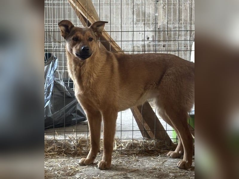 ⭐️BROWN BEAUTY⭐️, feinfühlige Hündin, 2 Jahre, 55 cm, Mischling, Tierschutz Rumänien