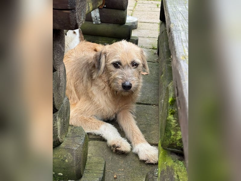 ♥CONNY♥ neu auf Pflegestelle bei Köln - zuckersüße, verschmuste, sensible Hündin 55 cm