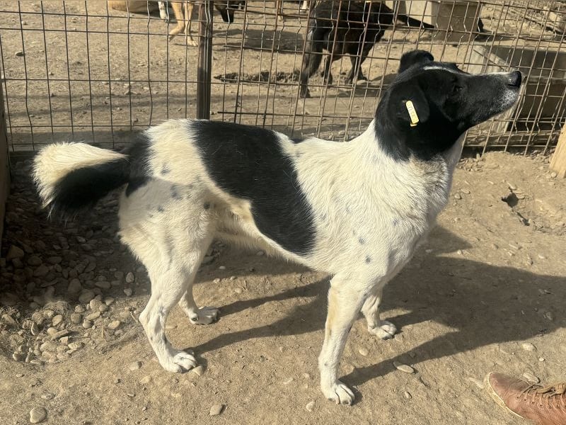 ♥ANGEL♥ so menschenbezogene, liebesbedürftige Hündin,die sich verzweifelt nach Zuneigung sehnt 46cm