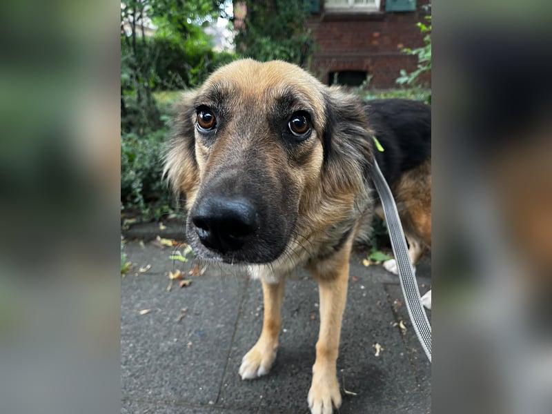 DIANA, coole Begleiterin, 4 Jahre, 55 cm, Pflegestelle Duisburg, Tierschutz Rumänien