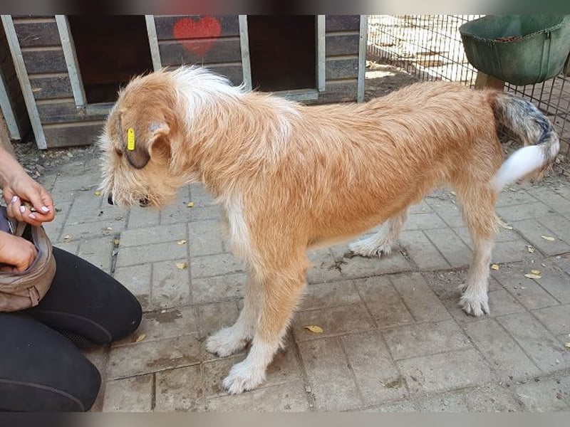 ♥CHAP♥ hübscher, ganz zutraulicher und neugieriger Gute-Laune-Hund 57 cm
