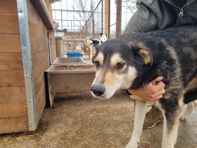 ♥EDANA♥ wunderschöne, tolle Hündin, die im Zwinger sehr eingeschüchtert wird 57 cm