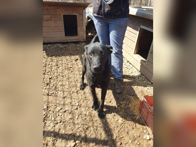 ♥MAYRA♥ verschmuste, äußerst menschenbezogene, wunderschöne zarte schwarze Junghündin 53 cm