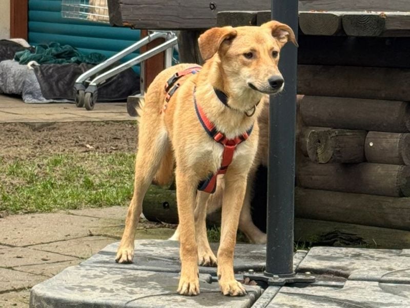 ♥GORBI♥ auf Pflegestelle bei Köln - aufgeschlossener, fröhlicher, anhänglicher Junior 52 cm