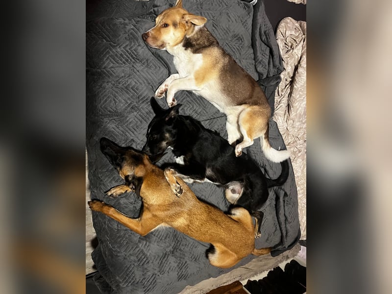 UTAX, lieber Musterschüler, Pflegestelle Duisburg, 9 Monate, 47 cm, Mischling, Tierschutz Rumänien