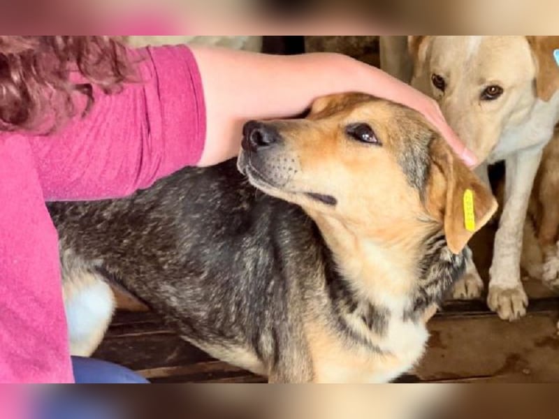 ♥STELLA♥ wunderbare, sehr liebe Seele von einer Hündin 53 cm