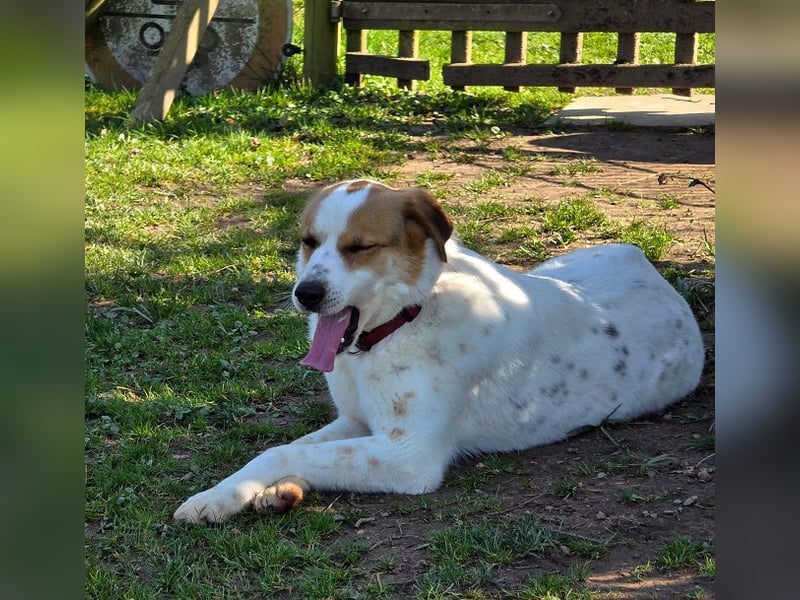♥BRAJA♥ auf Pflegestelle bei Leverkusen - wundervolle, verschmuste Hündin, die begeistert 54cm