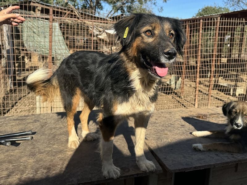 ♥MAUREEN♥ wunderschöne, ganz liebe Hündin mit dreifarbigem langen Fell 53 cm