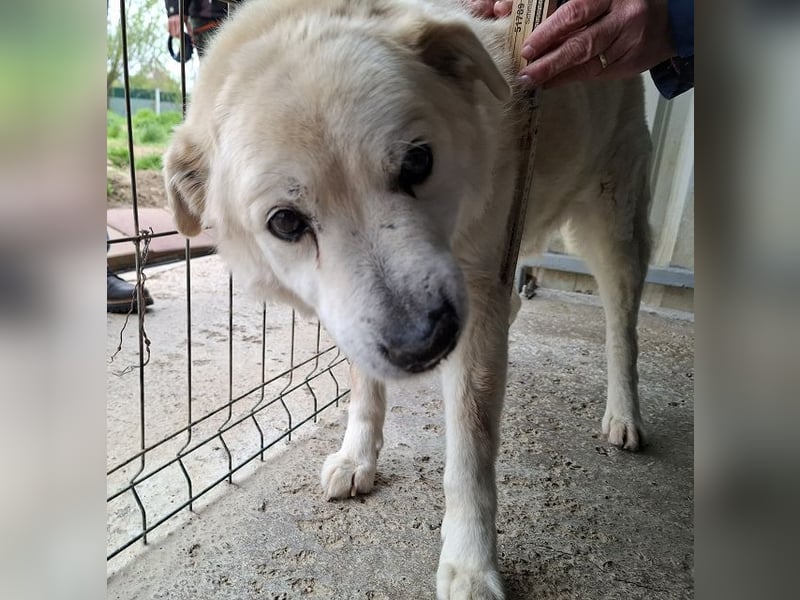 ♥FRANZ♥ ganz lieber, ruhiger, dankbarer Plüschhund, der ein Leben voller Entbehrungen hatte 52 cm