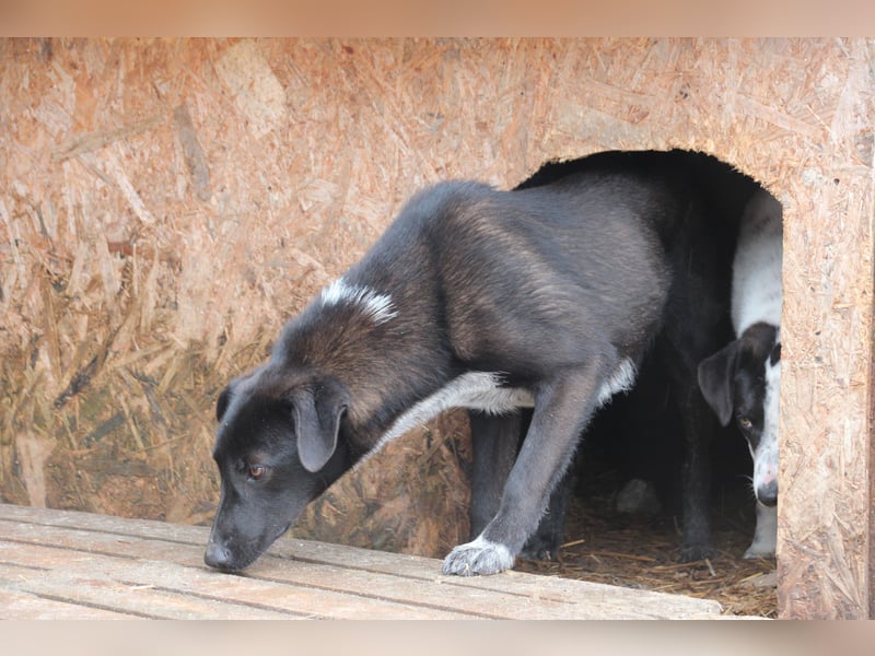 ⭐️SMOKY⭐️, sportlicher Rüde, 1,5 Jahre, 52 cm, Mischling, Tierschutz Rumänien