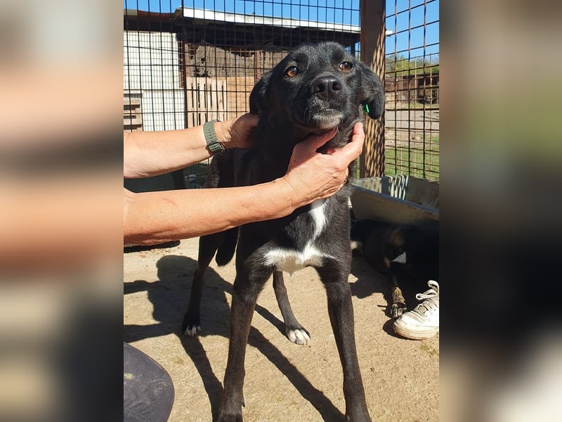 ♥LUCIANA♥ elegante, verschmuste treue Seele 54 cm