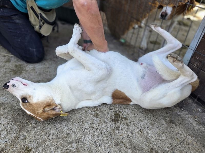 ♥MARIAN♥ hübscher, sehr menschenbezogener Rüde, der sicher ein toller Begleiter wird 55 cm