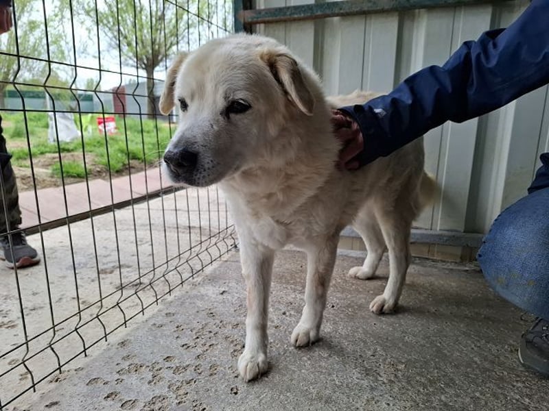 ♥FRANZ♥ ganz lieber, ruhiger, dankbarer Plüschhund, der ein Leben voller Entbehrungen hatte 52 cm