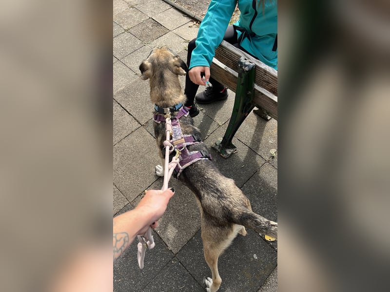 BRANA, tolle Charakterhündin, 2,5 Jahre, Pflegestelle 46359, 60 cm, Tierschutz Rumänien