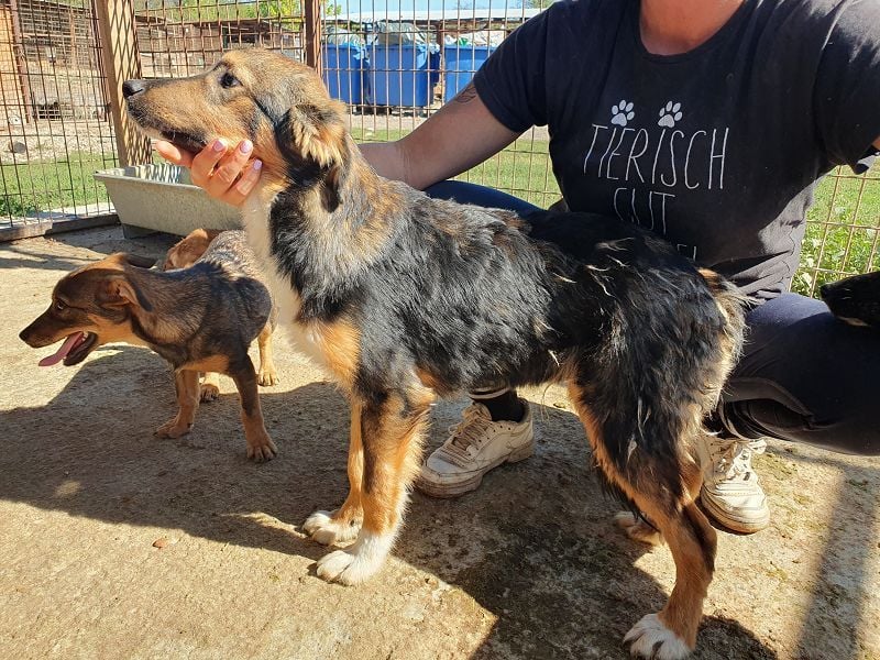 ♥MILO♥ entzückender, verschmuster, sportlicher Junghund; der ideale Familienhund - mittelgroß