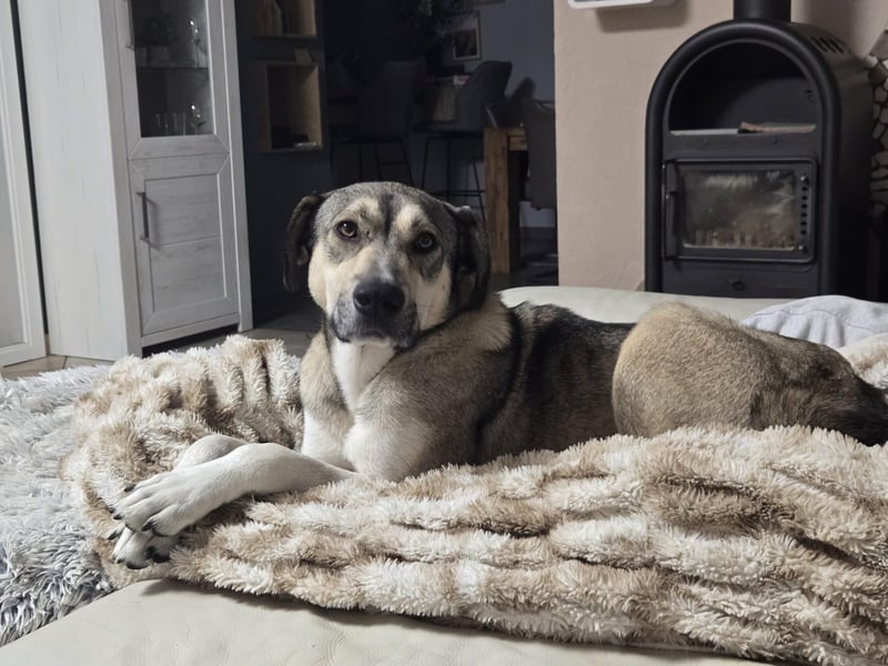 BRANA, tolle Charakterhündin, 2,5 Jahre, Pflegestelle 46359, 60 cm, Tierschutz Rumänien