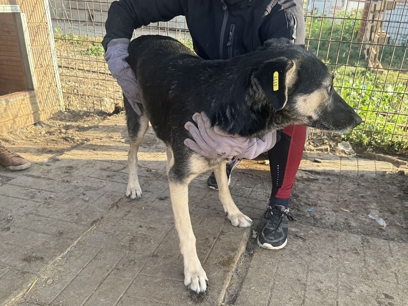 ♥KAURI♥ sehr zutraulicher, armer Rüde, dem die Verzweiflung ins Gesicht geschrieben steht 57 cm