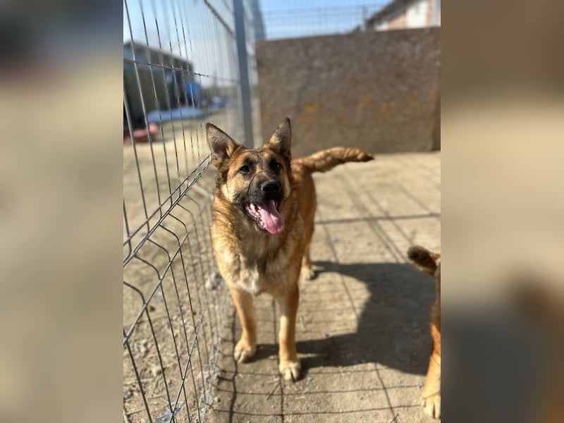 ⭐️TINNI⭐️, tolle Malinois-Mix Hündin, 1 Jahr, 53 cm, Mischling, Tierschutz Rumänien