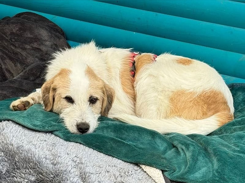 ♥MARLON♥ auf Pflegestelle bei Köln - hübscher, sehr menschenbezogener, kluger und aktiver Rüde 54 cm