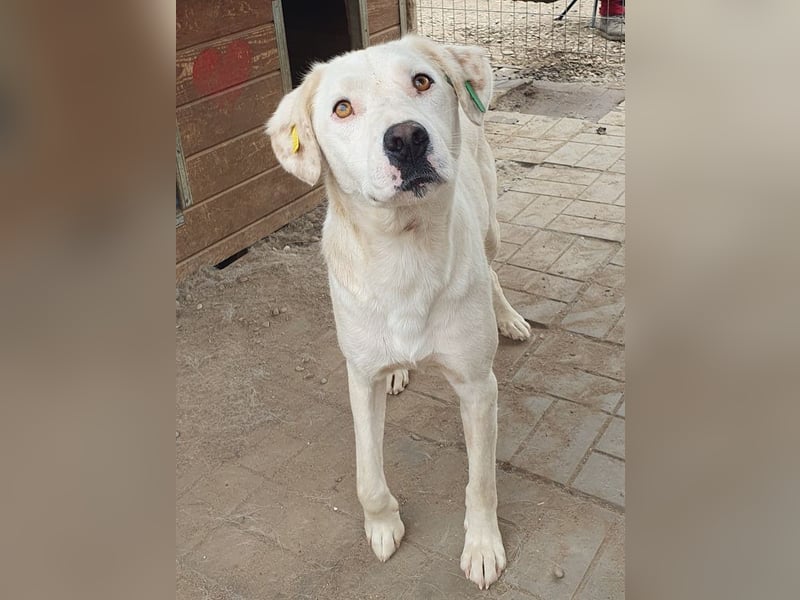 ♥WILLY♥ wunderschöner weißer Rüde mit einem besonders sanften und sensiblen Wesen 57 cm