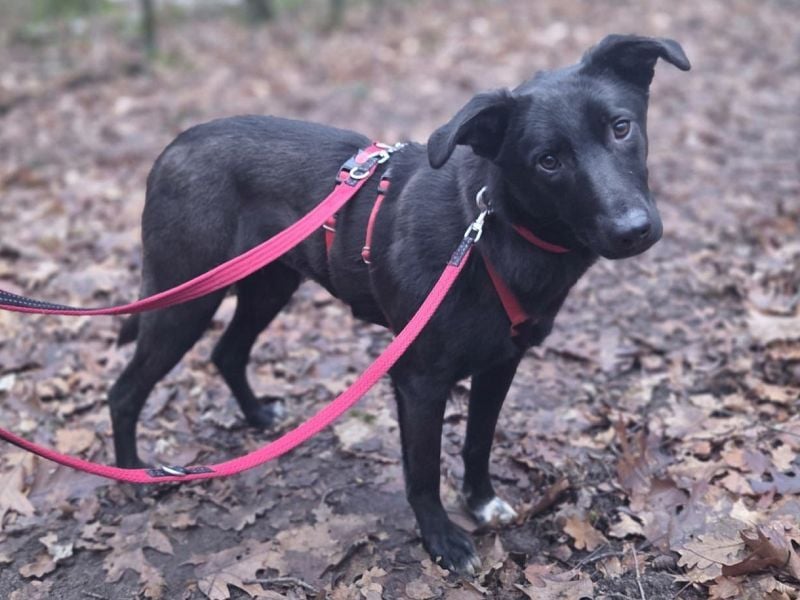 ♥LANA♥ neu auf Pflegestelle bei Köln - bewegungsfreudige, offene schwarze Schönheit 56cm