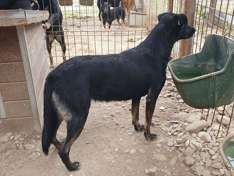 ♥POCAHONTAS♥ wunderschöne, sehr menschenbezogene, aufgeweckte Hündin voller Lebensfreude 58 cm