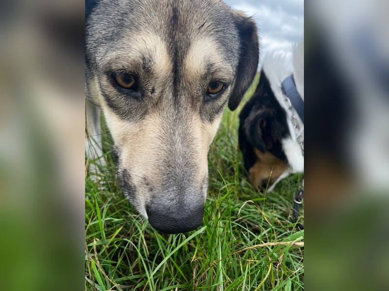 BRANA, tolle Charakterhündin, 2,5 Jahre, Pflegestelle 46359, 60 cm, Tierschutz Rumänien