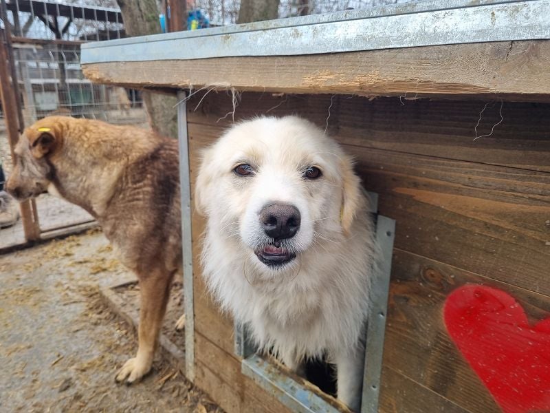 ♥TIBO♥ hübscher, süßer, sehr zutraulicher Rüde 55 cm