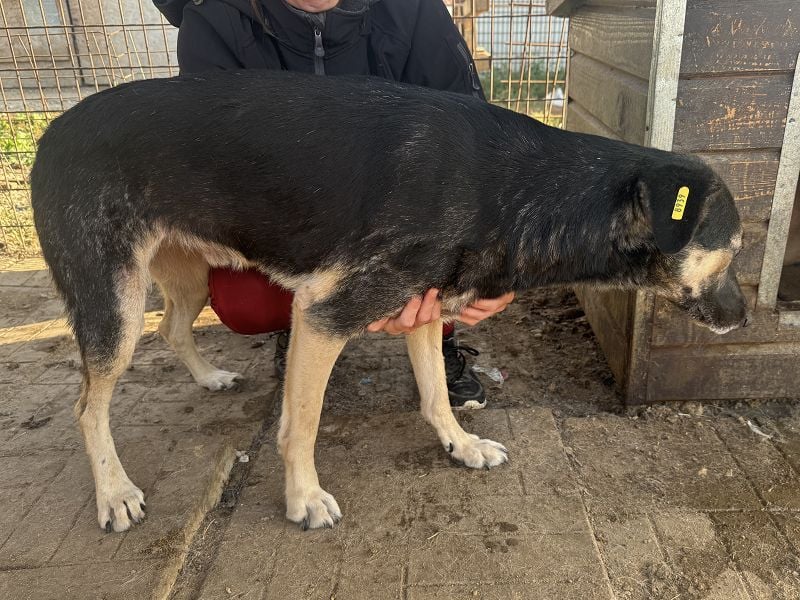 ♥KAURI♥ sehr zutraulicher, armer Rüde, dem die Verzweiflung ins Gesicht geschrieben steht 57 cm