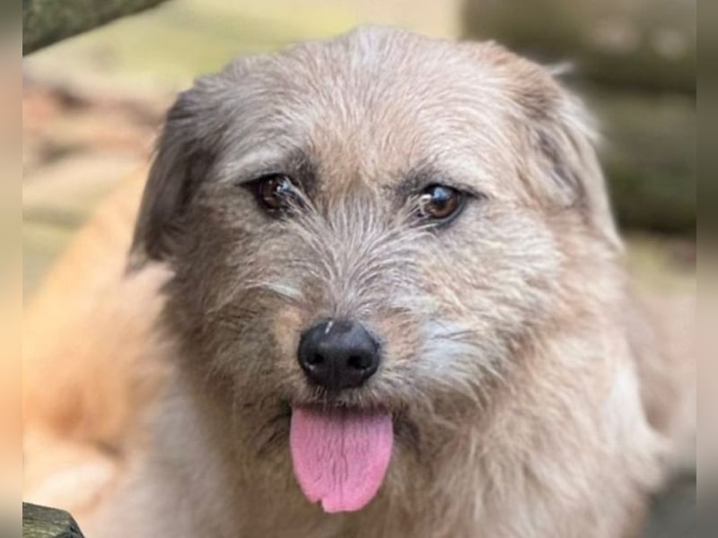 ♥CONNY♥ neu auf Pflegestelle bei Köln - zuckersüße, verschmuste, sensible Hündin 55 cm