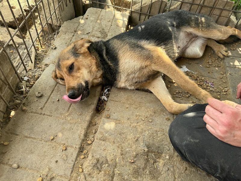 ♥VITA♥ sehr zutrauliche, liebe, neugierige Schmusebacke 52 cm