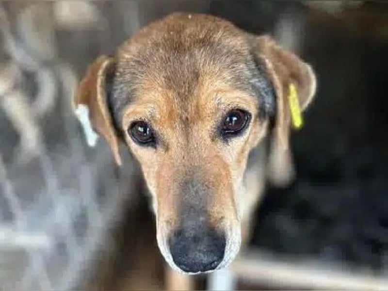 ♥STELLA♥ wunderbare, sehr liebe Seele von einer Hündin 53 cm