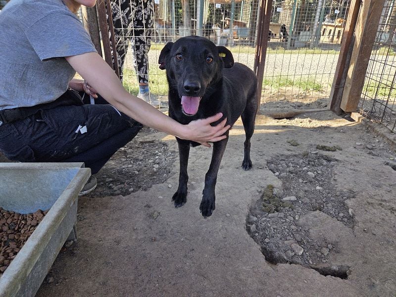 ♥DORINA♥ unglaubliche liebevolle, verschmuste Hündin, die die menschliche Nähe so vermisst 53 cm