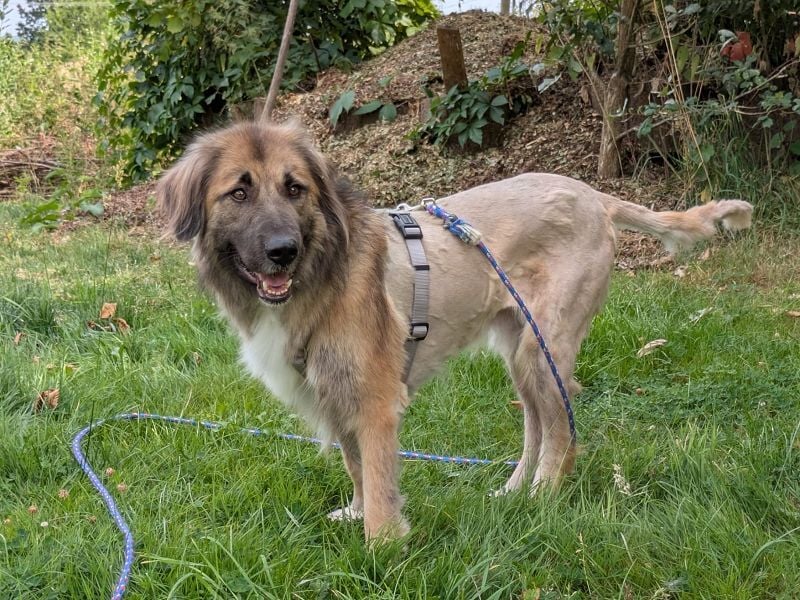 ♥TRUFFLES♥ neu auf Pflegestelle bei Köln - bildschöner, sehr menschenbezogener Herdenschutzrüde 58cm