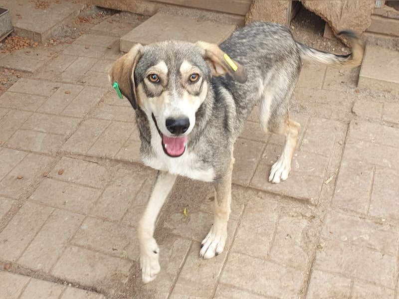 ♥FARO♥ richtig hübscher, ganz aufgeschlossener, ausgeglichener, unkomplizierter Jungrüde 57cm