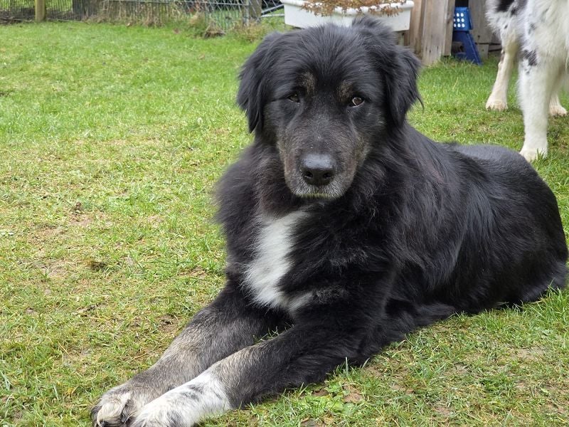 ♥SVENJA♥ auf Pflegestelle bei Leverkusen - wunderschöne, verschmuste Hündin mit längerem Fell 54cm