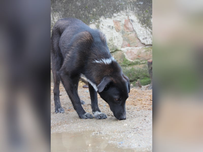 ⭐️SMOKY⭐️, sportlicher Rüde, 1,5 Jahre, 52 cm, Mischling, Tierschutz Rumänien