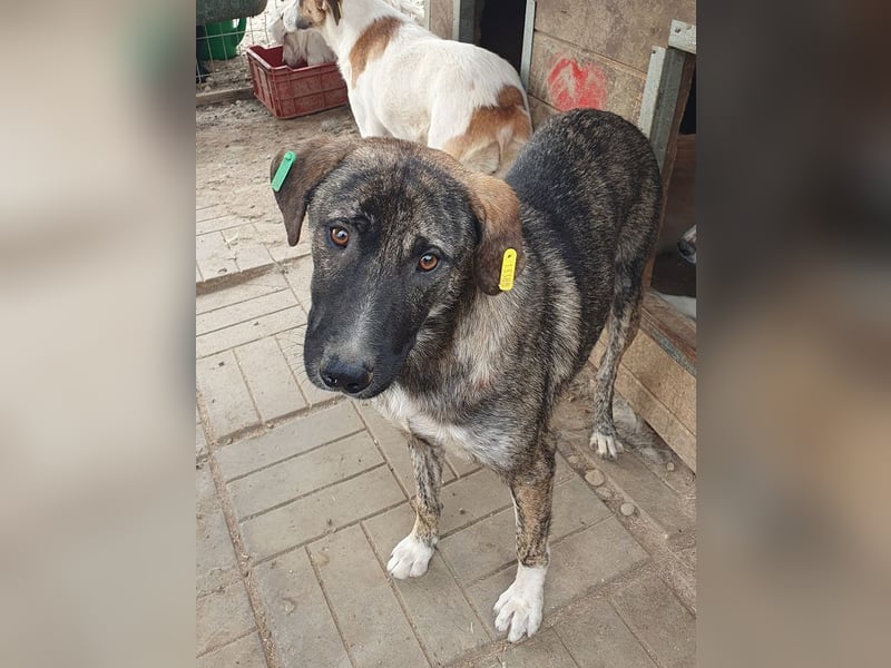 ♥FREDDY♥ süßer, sanfter, ruhiger Junghund mit einer sehr angenehmen zurückhaltenden Art 54 cm