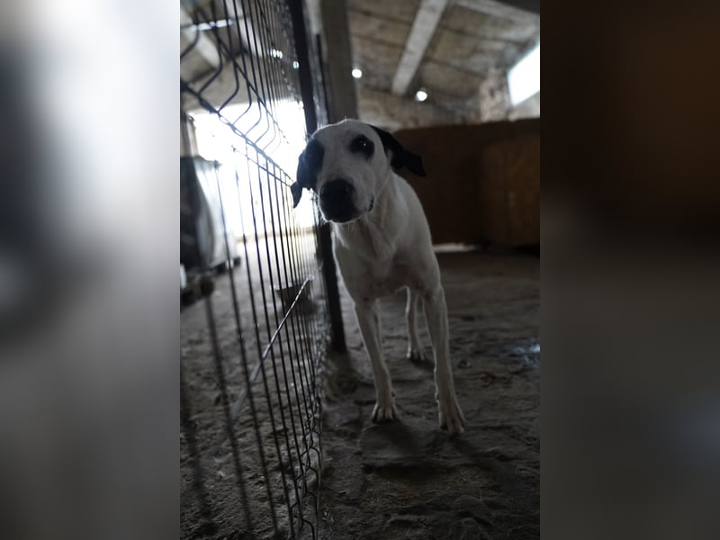 Notfell⭐️GEORGIA⭐️, traumhafte, junge Hündin, 2,5 Jahre, 57cm, Mischling, Tierschutz Rumänien