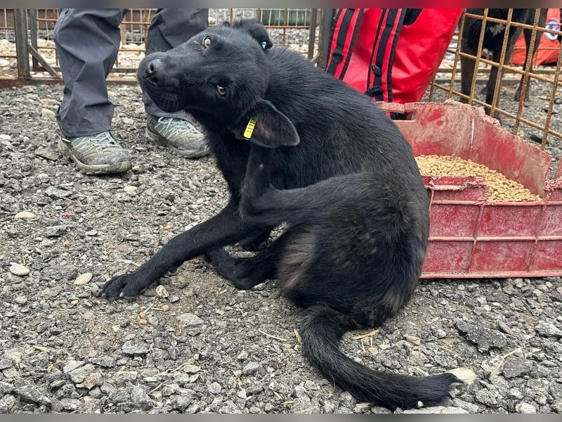 ♥MAYRA♥ verschmuste, äußerst menschenbezogene, wunderschöne zarte schwarze Junghündin 53 cm