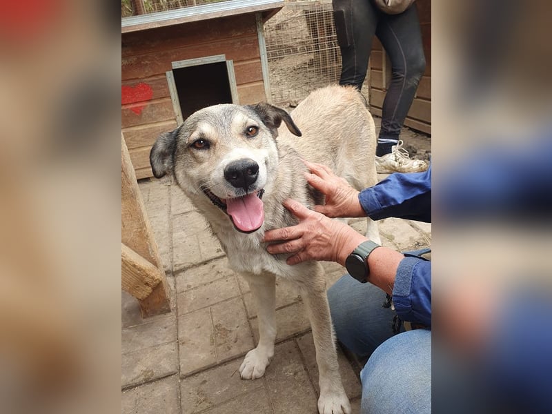 ♥QUENTIN♥ unglaublich menschenbezogener, verschmuster Rüde, der schon ein Zuhause hatte 55 cm