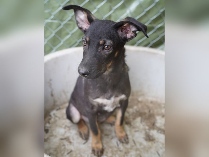 ⭐KUKI⭐, Hündin, Frohnatur, 9 Monate, 60 cm, Mischling, Tierschutz Rumänien