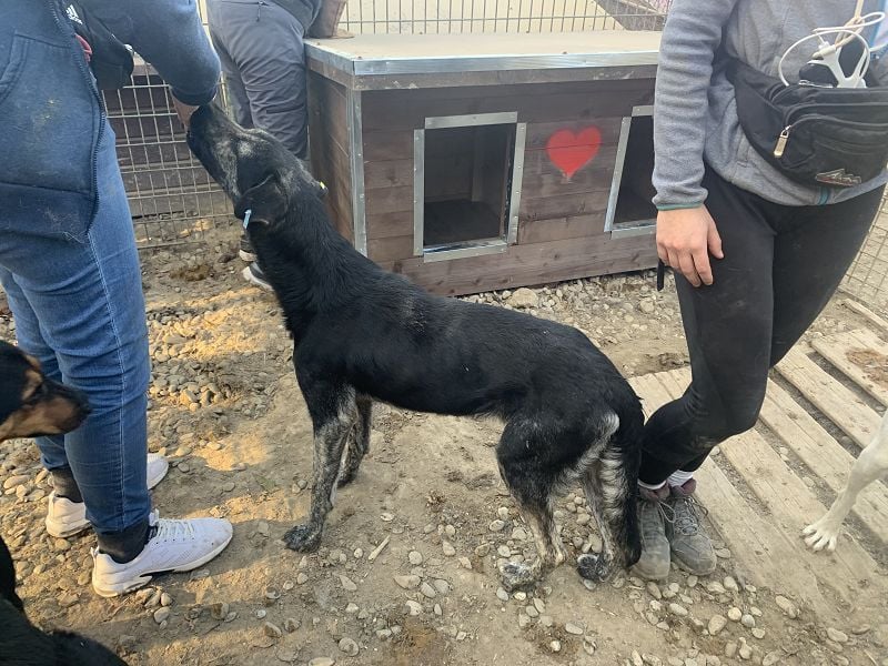 ♥SICCO♥ zu dünner, verschmuster, sehr menschenbezogener Rüde 60 cm